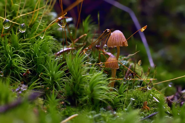 yosunlu uçurumu mantar