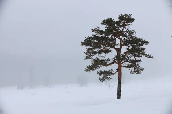 Yalnız ağaç Milli Parkı 