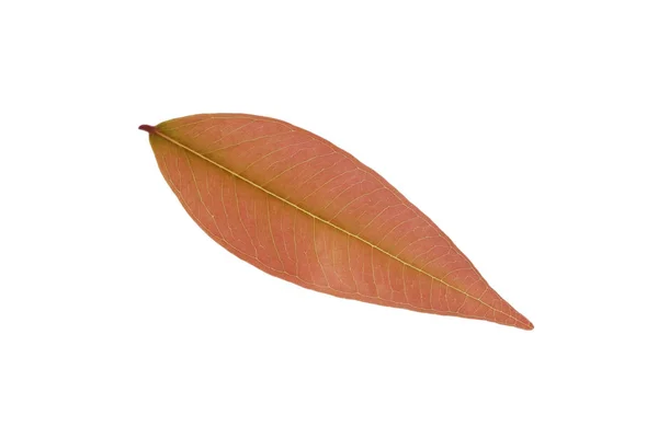 Liść Syzygium Gratum Red Leaf Izolowany — Zdjęcie stockowe