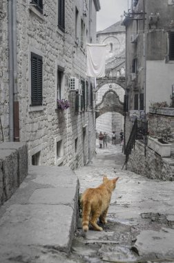 Kırmızı kedi bir taş sokak eski şehir. Kotor. Karadağ