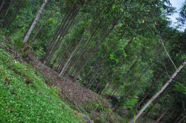 Miri, Sarawak / Malezya - 7 Ekim 2019: Sisli gündoğumu saatlerinde inanılmaz orman ve nehir manzarası