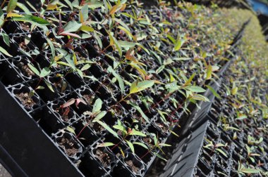 Miri, Sarawak / Malezya - 7 Ekim 2019: Sisli gündoğumu saatlerinde inanılmaz orman ve nehir manzarası