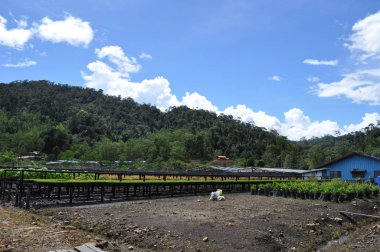 Miri, Sarawak / Malezya - 7 Ekim 2019: Sisli gündoğumu saatlerinde inanılmaz orman ve nehir manzarası