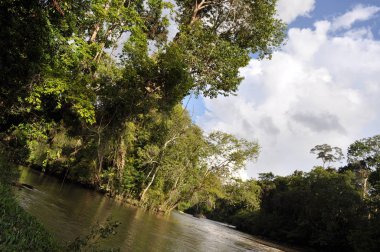 Miri, Sarawak / Malezya - 7 Ekim 2019: Sisli gündoğumu saatlerinde inanılmaz orman ve nehir manzarası