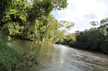 Miri, Sarawak / Malezya - 7 Ekim 2019: Sisli gündoğumu saatlerinde inanılmaz orman ve nehir manzarası