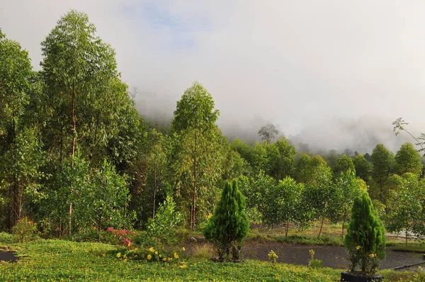 Miri Sarawak Malásia Outubro 2019 Incríveis Vistas Floresta Rio Nas — Fotografia de Stock