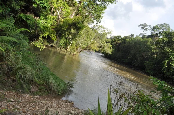 Miri Sarawak Malaysia Жовтня 2019 Дивовижні Види Лісів Річок Туманні — стокове фото