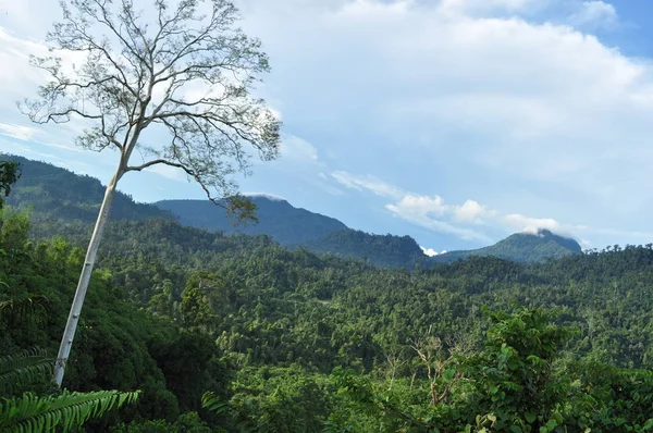 Miri Sarawak Malajsie Října 2019 Úžasný Výhled Les Řeku Mlhavých — Stock fotografie