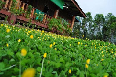 Miri, Sarawak / Malezya - 7 Ekim 2019: Sisli gündoğumu saatlerinde inanılmaz orman ve nehir manzarası