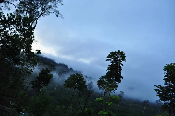 Miri Sarawak Malezya Ekim 2019 Sisli Gündoğumu Saatlerinde Inanılmaz Orman — Stok fotoğraf