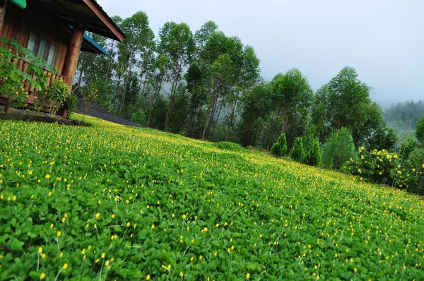 Miri Sarawak Malaysia Ottobre 2019 Incredibile Vista Sulla Foresta Sul — Foto Stock