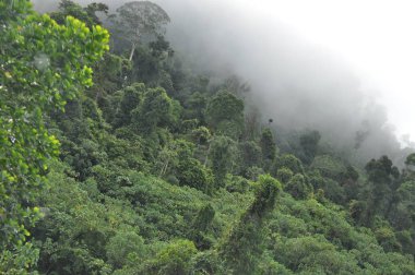 Miri, Sarawak / Malezya - 7 Ekim 2019: Sisli gündoğumu saatlerinde inanılmaz orman ve nehir manzarası