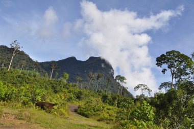 Miri, Sarawak / Malezya - 7 Ekim 2019: Sisli gündoğumu saatlerinde inanılmaz orman ve nehir manzarası