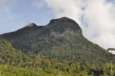 Miri, Sarawak / Malezya - 7 Ekim 2019: Sisli gündoğumu saatlerinde inanılmaz orman ve nehir manzarası