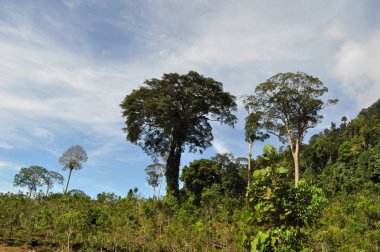 Miri, Sarawak / Malezya - 7 Ekim 2019: Sisli gündoğumu saatlerinde inanılmaz orman ve nehir manzarası