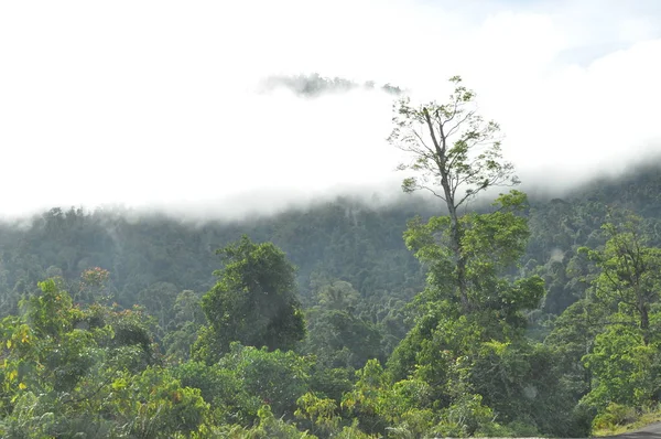 Miri Sarawak Malaisie Octobre 2019 Superbe Vue Sur Forêt Rivière — Photo