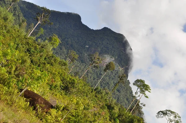 Miri Sarawak Malezya Ekim 2019 Sisli Gündoğumu Saatlerinde Inanılmaz Orman — Stok fotoğraf