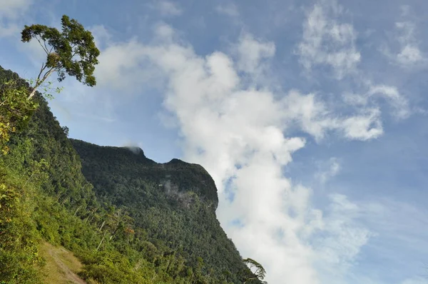 Miri Sarawak Malasia Octubre 2019 Increíbles Vistas Bosque Río Las — Foto de Stock