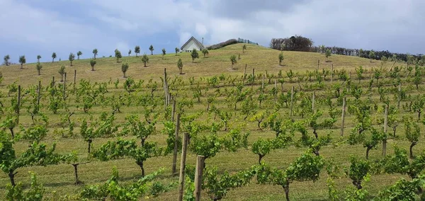 Waiheke Island Auckland Nowa Zelandia Grudzień 2019 Raj Waiheke Nowej — Zdjęcie stockowe