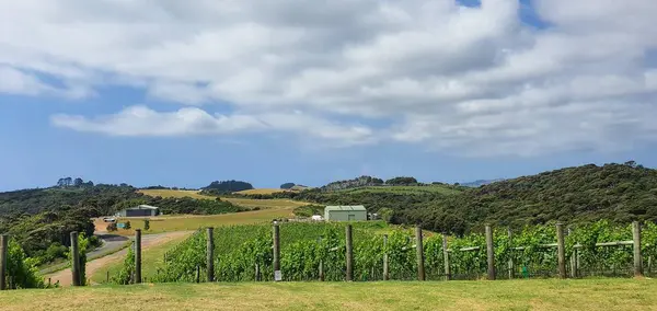 Waiheke Island Auckland New Zealand December 2019 Paradise Island Waiheke — 스톡 사진