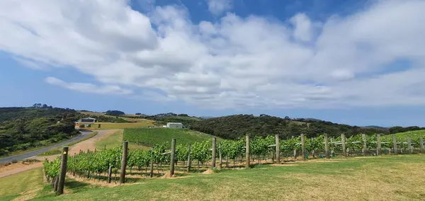 Waiheke Sziget Auckland Zéland 2019 December Zéland Waiheke Paradicsomszigete Lenyűgöző — Stock Fotó