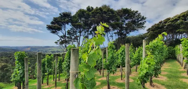 Isla Waiheke Auckland Nueva Zelanda Diciembre 2019 Isla Paradisíaca Waiheke — Foto de Stock