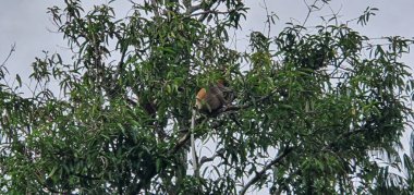 Kuching, Sarawak / Malezya - 12 Ocak 2020: Sarawak Bako Ulusal Parkı, Borneo Adası, Malezya
