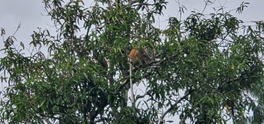 Kuching, Sarawak / Malezya - 12 Ocak 2020: Sarawak Bako Ulusal Parkı, Borneo Adası, Malezya