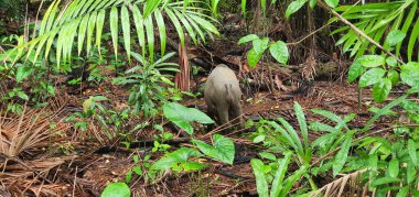 Kuching, Sarawak / Malezya - 12 Ocak 2020: Sarawak Bako Ulusal Parkı, Borneo Adası, Malezya