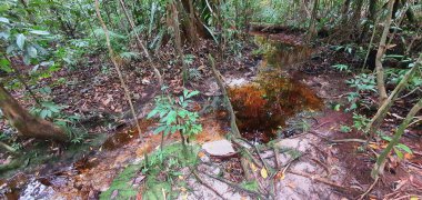 Kuching, Sarawak / Malezya - 12 Ocak 2020: Sarawak Bako Ulusal Parkı, Borneo Adası, Malezya