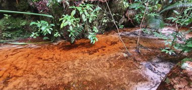 Kuching, Sarawak / Malezya - 12 Ocak 2020: Sarawak Bako Ulusal Parkı, Borneo Adası, Malezya