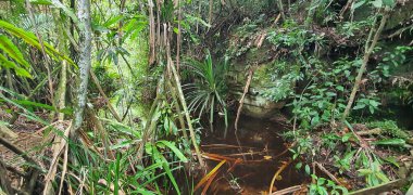 Kuching, Sarawak / Malezya - 12 Ocak 2020: Sarawak Bako Ulusal Parkı, Borneo Adası, Malezya