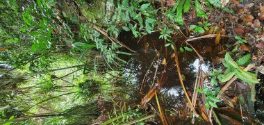 Kuching, Sarawak / Malezya - 12 Ocak 2020: Sarawak Bako Ulusal Parkı, Borneo Adası, Malezya