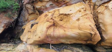 Kuching, Sarawak / Malezya - 12 Ocak 2020: Sarawak Bako Ulusal Parkı, Borneo Adası, Malezya