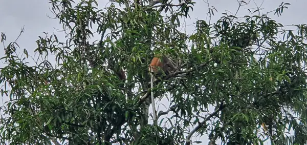 Kuching, Sarawak / Malezya - 12 Ocak 2020: Sarawak Bako Ulusal Parkı, Borneo Adası, Malezya