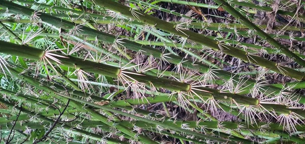 Kuching, Sarawak / Malezya - 12 Ocak 2020: Sarawak Bako Ulusal Parkı, Borneo Adası, Malezya