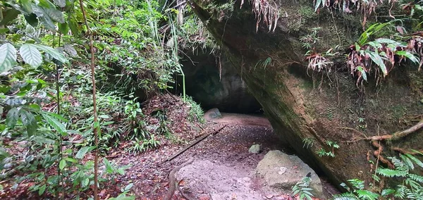 Kuching Sarawak Malaysia January 2020 Bako National Park Sarawak Borneo — 图库照片