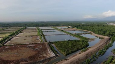 Kuching, Sarawak / Malezya - 1 Şubat 2020: Malezya 'da bir balıkçılık ve karides çiftliğinin havadan görünüşü