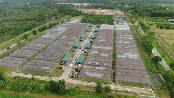 Kuching Sarawak Malaysia February 2020 Aerial View Green Houses Vegetable — Stock Video