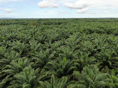 The Palm Oil Estates at Sarawak, the Borneo Island, Malaysia clipart