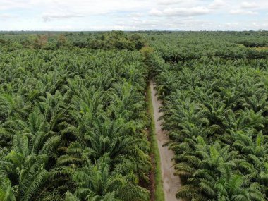 Sarawak 'taki Palm Oil Konutları, Borneo Adası, Malezya
