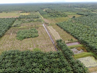 The Palm Oil Estates at Sarawak, the Borneo Island, Malaysia clipart