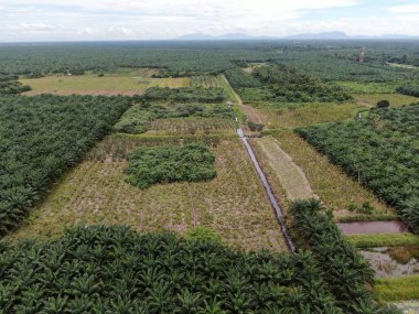 Sarawak 'taki Palm Oil Konutları, Borneo Adası, Malezya