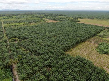 Sarawak 'taki Palm Oil Konutları, Borneo Adası, Malezya