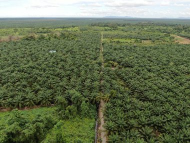 Sarawak 'taki Palm Oil Konutları, Borneo Adası, Malezya