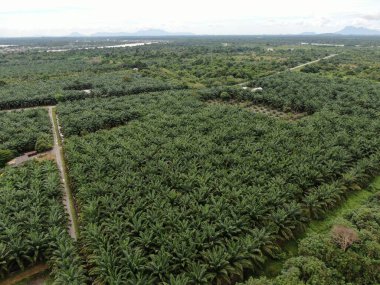 Sarawak 'taki Palm Oil Konutları, Borneo Adası, Malezya