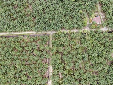 Sarawak 'taki Palm Oil Konutları, Borneo Adası, Malezya