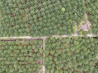 Sarawak 'taki Palm Oil Konutları, Borneo Adası, Malezya