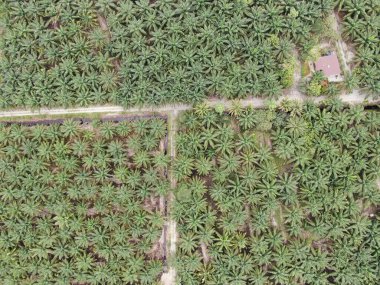 Sarawak 'taki Palm Oil Konutları, Borneo Adası, Malezya