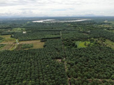 Sarawak 'taki Palm Oil Konutları, Borneo Adası, Malezya